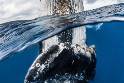Pobednici takmičenja “Podvodni fotograf 2018”