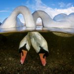 Pobednici takmičenja „Podvodni fotograf 2018“