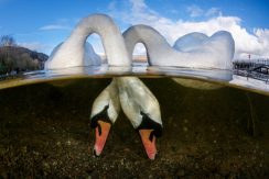 Pobednici takmičenja „Podvodni fotograf 2018“